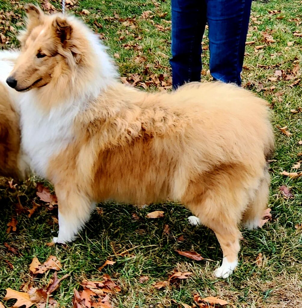 Robin Reed Collies Home - Briarwood Collies
