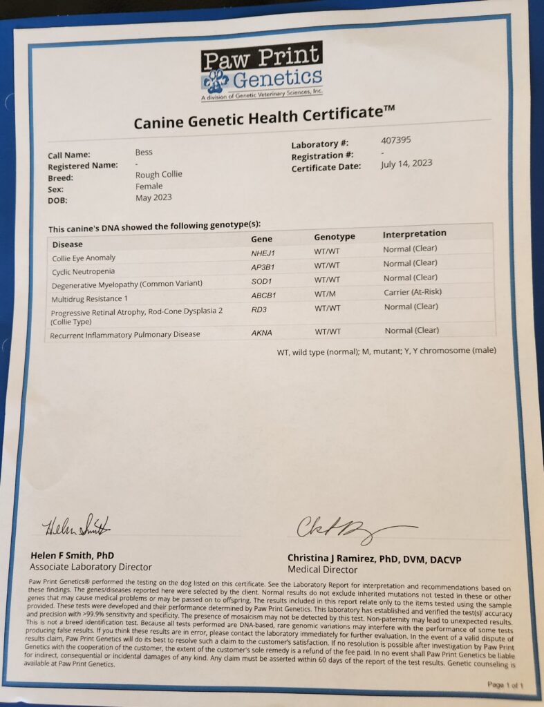 Briarwood Collies - Bess genetic health certificate puppy available