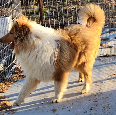 Briarwood Collies - Calvin puppy available