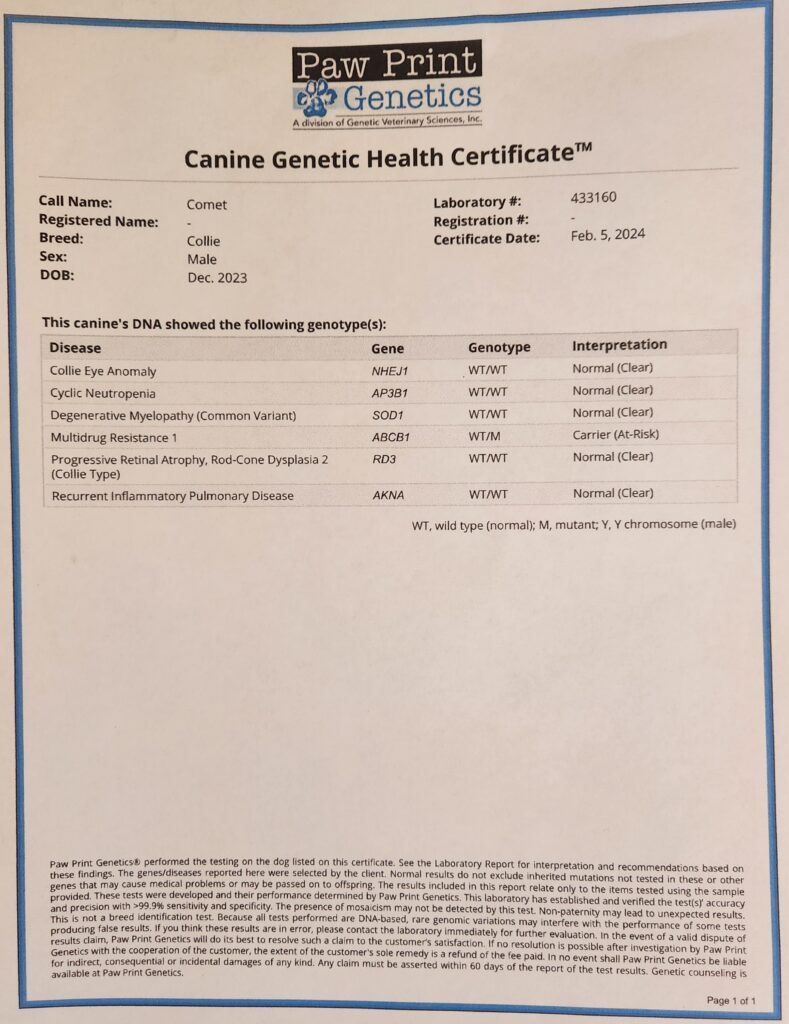 Briarwood Collies - Comet genetic health certificate puppy available