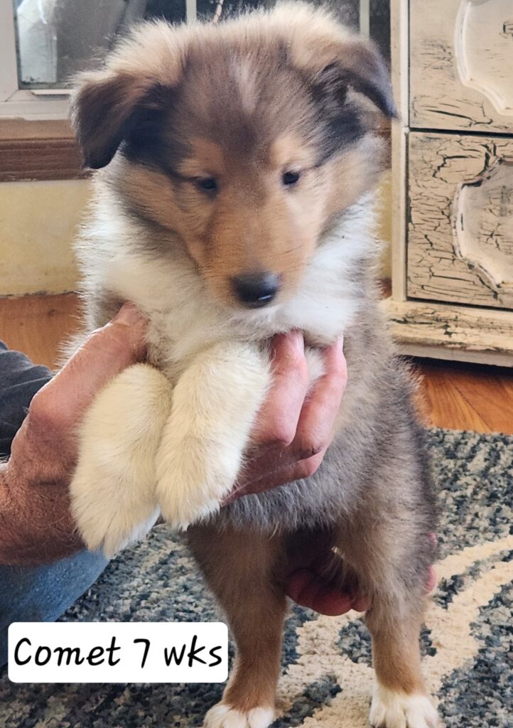 "Comet" - Briarwood's collie puppies