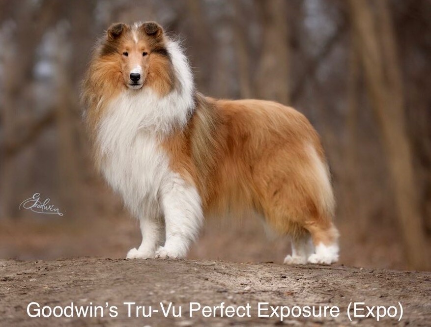 Briarwood's "Expo" Goodwin's Tru-Vu Perfect Exposure, one of our best collie sires