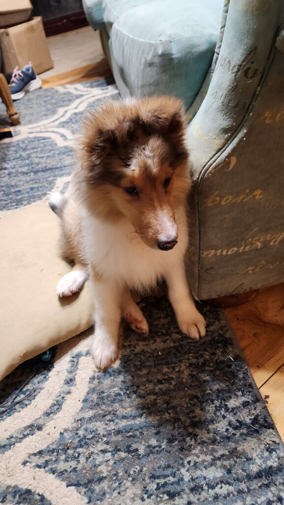 "Ivory" - Briarwood's collie puppies