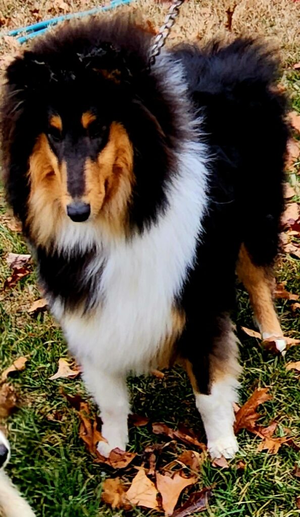 Briarwood "Jack" Here the Thunder Roll, one of our best collie sires