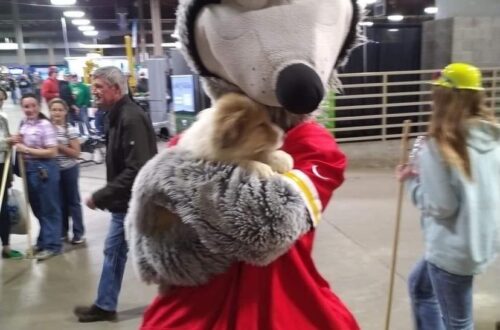 KC Wolfe and collie puppy at Kansas City Farm Show