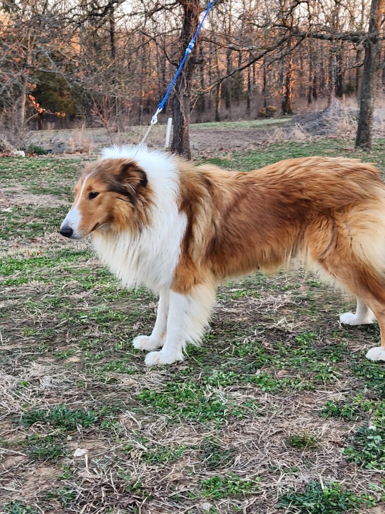 Briarwood Collies - Mia - puppy available