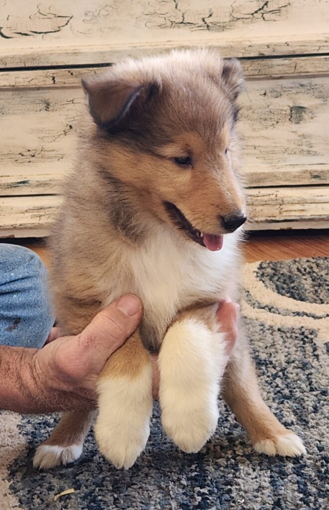 "Noel" - Briarwood's collie puppies