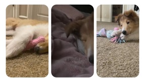 new families of Briarwood Collies