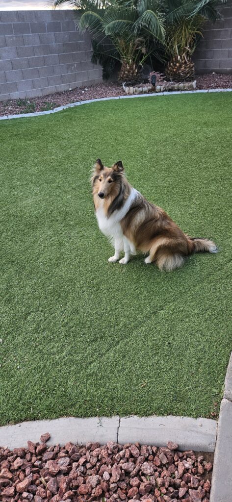 Briarwood Collies puppy - Jill