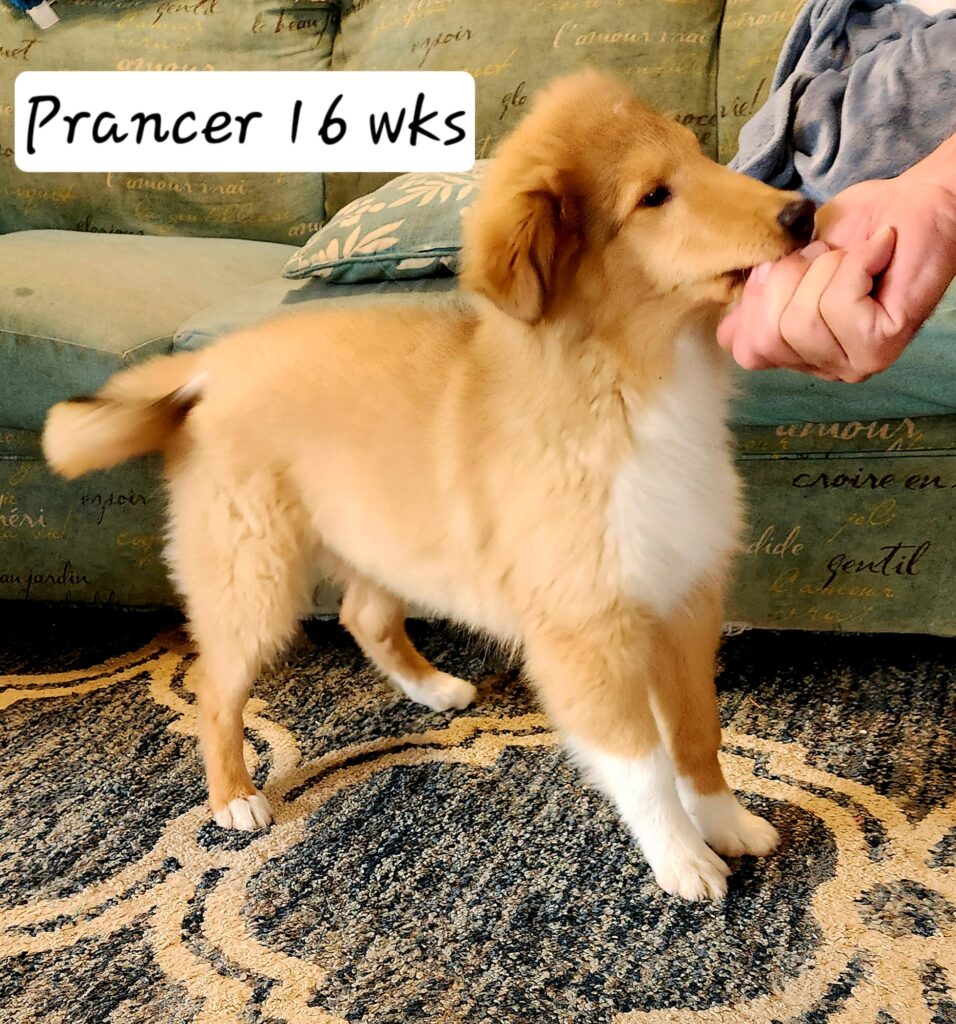 Briarwood Collies - Prancer puppy available